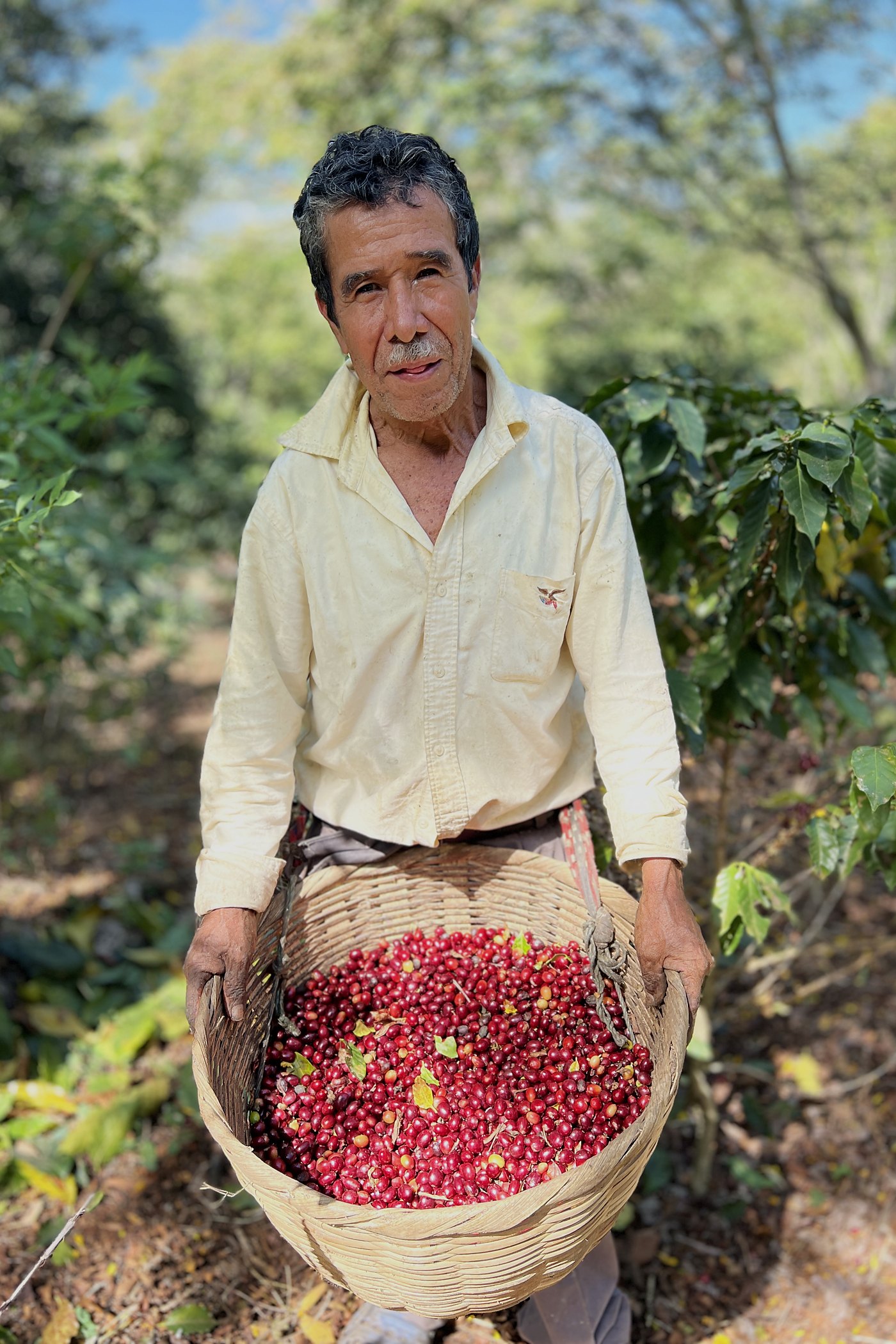 Coffee producer holding a basket of hand-picked ripe cherries